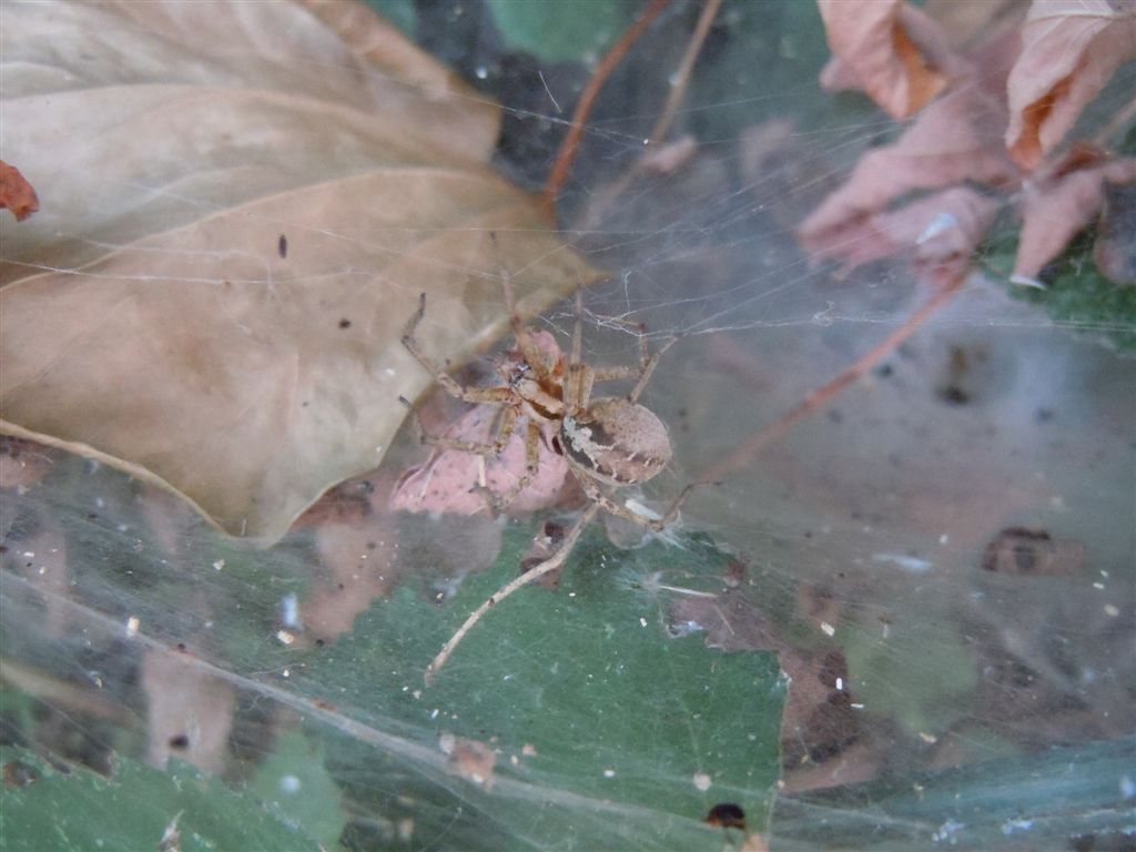 Agelena labyrinthica - Agnano (NA)